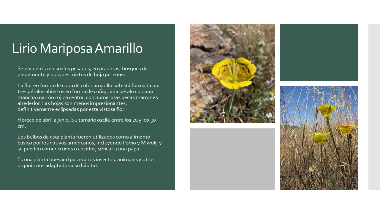 Yellow Mariposa Lily - Esp